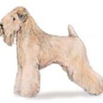 RoxStar Wheatens – Cheryl Johnstone